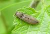Agriotes pilosellus